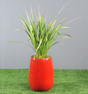 PHORNIUM DANS JARRE EMAILEE ROUGE DE CHINE 1,60M