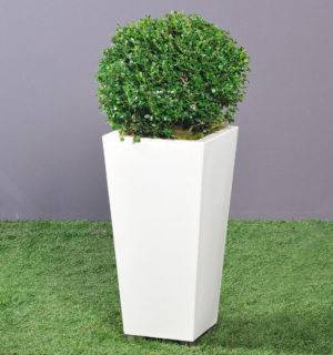 BOX TREE IN DESIGN JAR KABIN