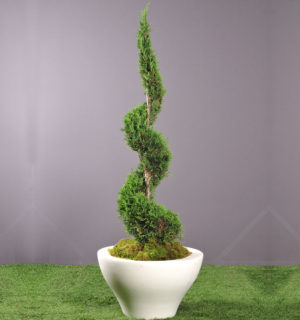 CUPRESSUS TORSADE EN BAC RESINE MING 2,20M