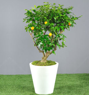 CITRUS FRUIT IN WHITE JAR