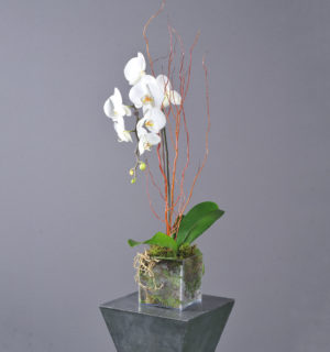 WHITE ORCHID IN VASE