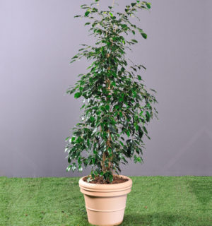FICUS BENJAMINA IN JAR 1,60M