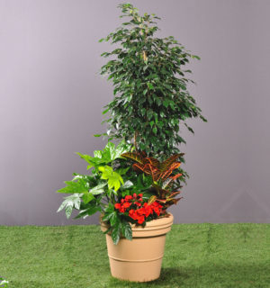 COMPOSITION PLANTES VERTES ET FLEURIES 1,00M