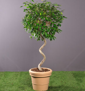 FICUS BALL 2,00M