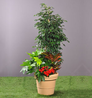 COMPOSITION GREEN PLANTS AND FLOWERY 1,60M