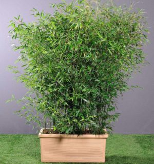 HAIE DE BAMBOU EN BAC 2,00M