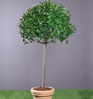 LAURIER TIGE BOULE DANS BAC RESINE 1,80M