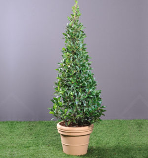 LAURIER PYRAMIDE DANS BAC RESINE 1,40M