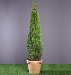 THUYAS PYRAMIDE 1,40M