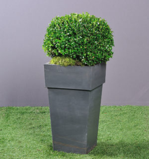 BOX TREE IN DESIGN JAR ZINC